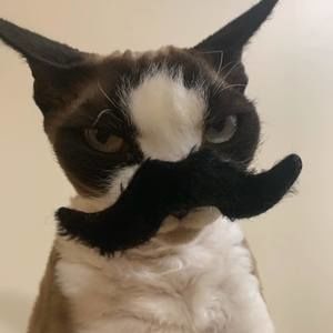 Meet your Posher, Shannon